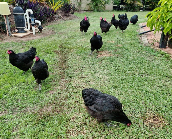 BLACK AUSTRALORPS