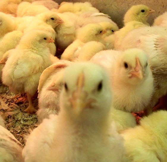 Chicks