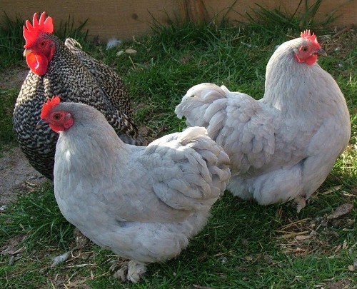 PEKIN BANTAMS
