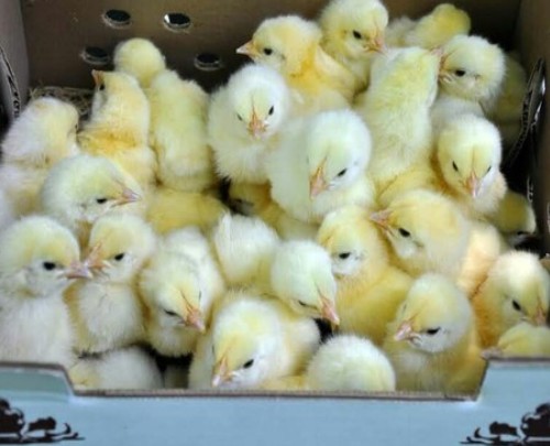 VACCINATED DAY OLD CHICKS