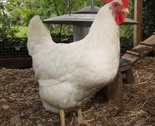 WHITE LEGHORN HYBRID